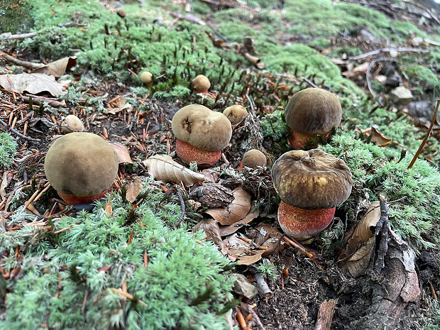 hríb zrnitohlúbikový Sutorius luridiformis (Rostk.) G. Wu & Zhu L. Yang