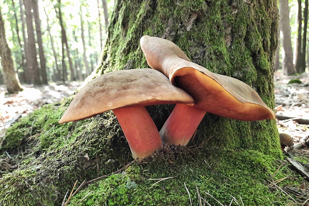 hríb zrnitohlúbikový Sutorius luridiformis (Rostk.) G. Wu & Zhu L. Yang