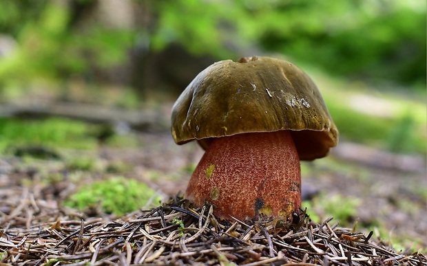 hríb zrnitohlúbikový Sutorius luridiformis (Rostk.) G. Wu & Zhu L. Yang