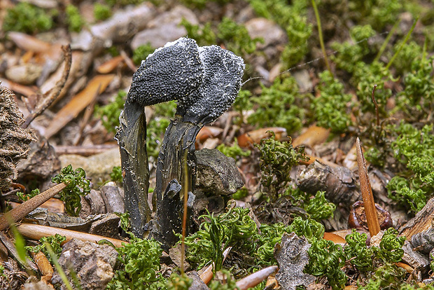 žezlovka srnková Tolypocladium ophioglossoides (J.F. Gmel.) Quandt, Kepler & Spatafora