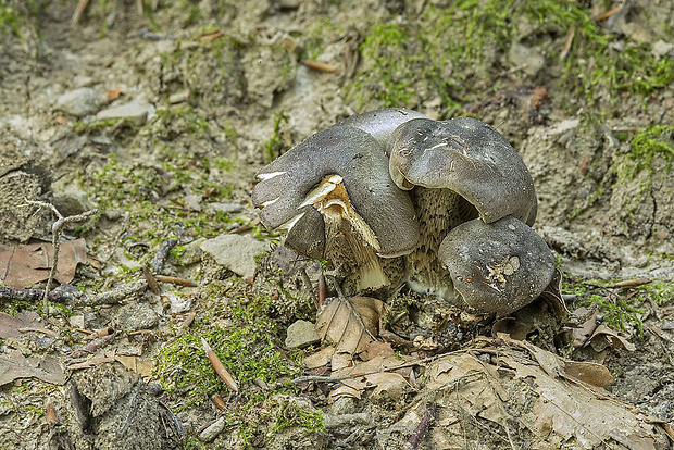 čírovka buková Tricholoma sciodes (Pers.) C. Martín