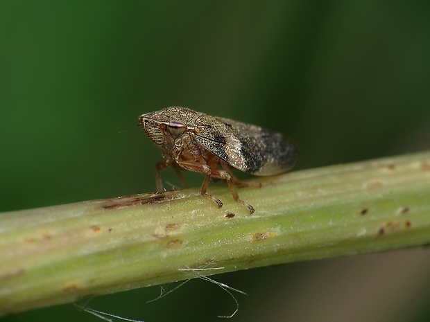 peniarka jelšová Aphrophora alni