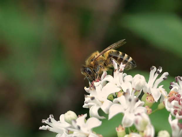 včela medonosná Apis mellifera