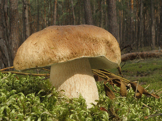 hríb smrekový Boletus edulis Bull.