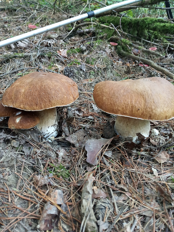 hríb smrekový Boletus edulis Bull.