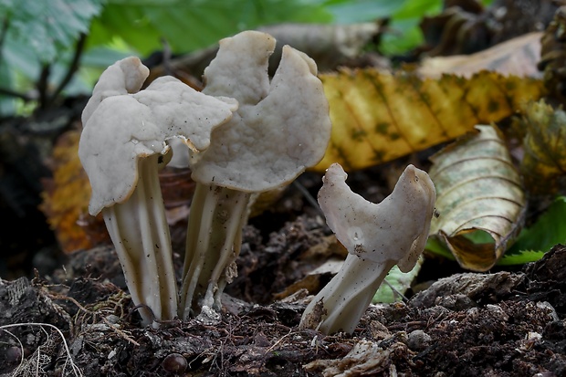 chriapač jamkatý Helvella lacunosa Afzel.