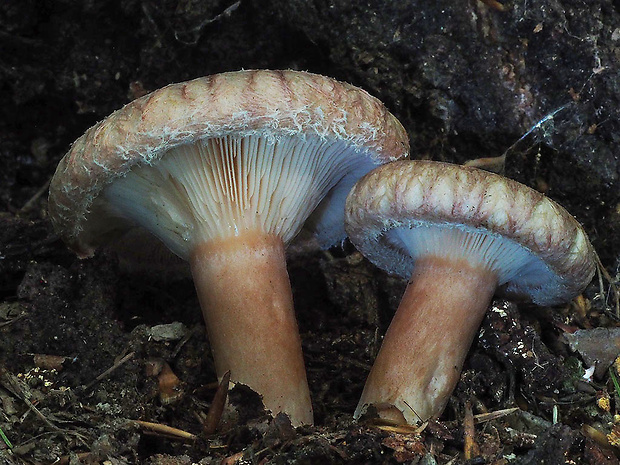 rýdzik kravský Lactarius torminosus (Schaeff.) Gray