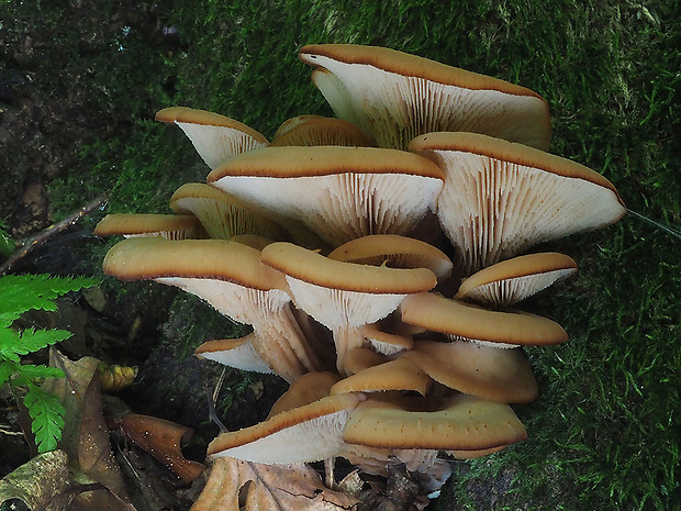 húževnatček ulitovitý Lentinellus cochleatus (Pers.) P. Karst.