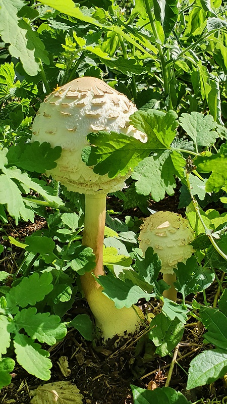 bedľa Macrolepiota sp.