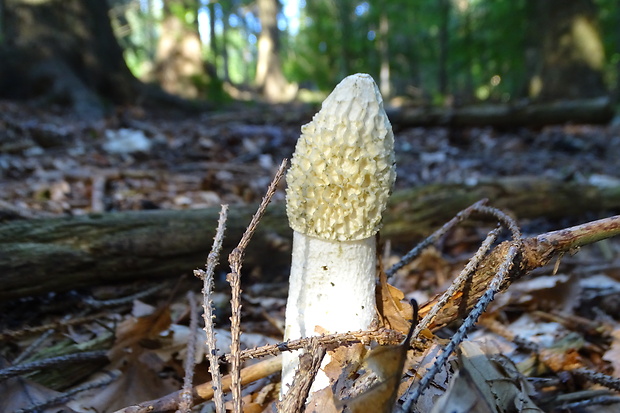 hadovka smradľavá Phallus impudicus L.