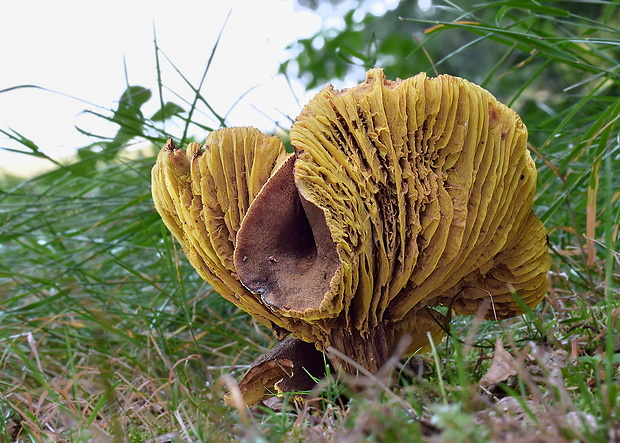 lupeňopórovec hnedožltý Phylloporus pelletieri (Lév.) Quél.