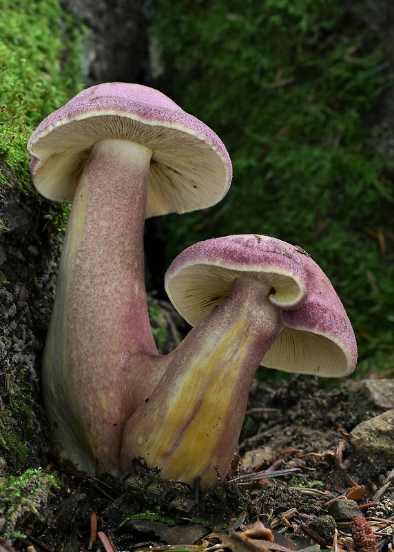 čírovec červenožltý Tricholomopsis rutilans (Schaeff.) Singer