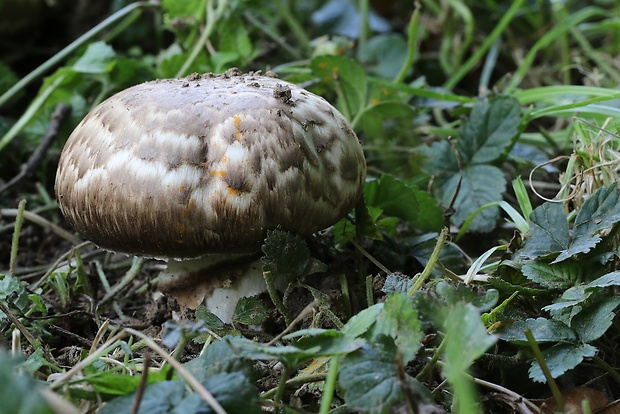 pečiarka Agaricus sp.