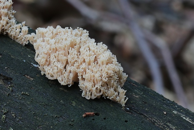 korunovec svietnikovitý Artomyces pyxidatus (Pers.) Jülich