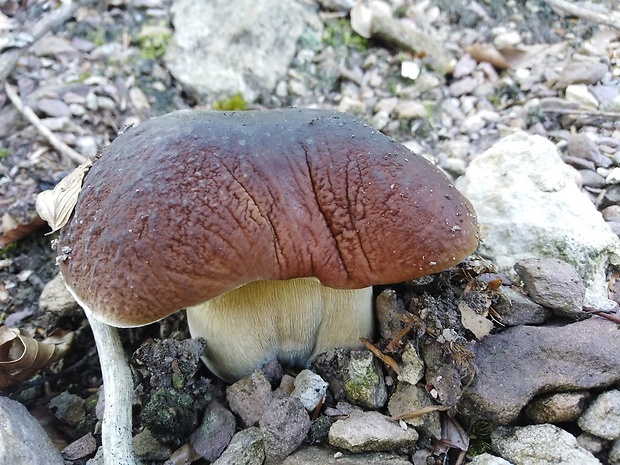 hríb smrekový Boletus edulis Bull.