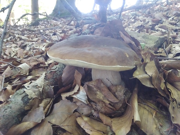 hríb smrekový Boletus edulis Bull.