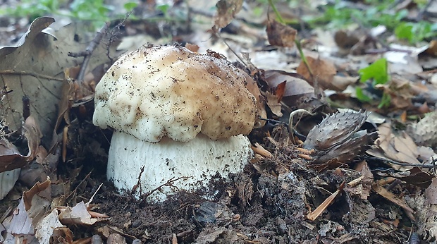 hríb smrekový Boletus edulis Bull.