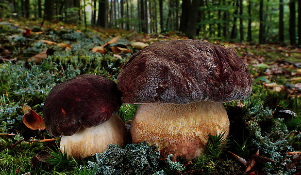 hríb sosnový Boletus pinophilus Pil. et Dermek in Pil.