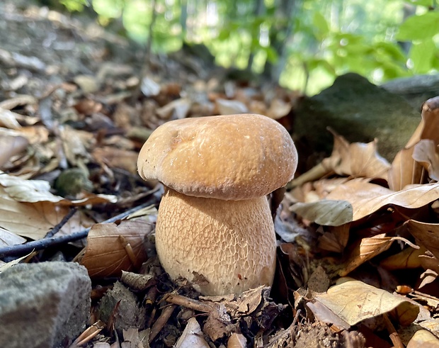 hríb dubový Boletus reticulatus Schaeff.