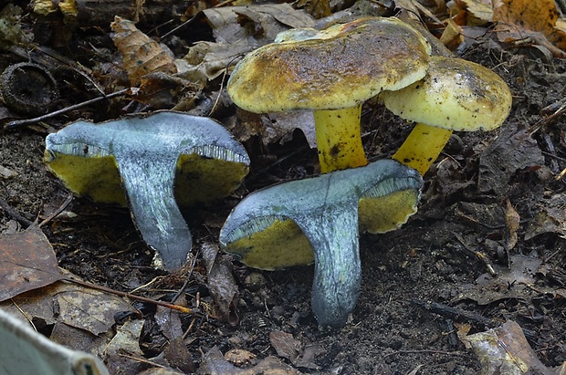 hríb modrejúci Cyanoboletus pulverulentus (Opat.) Gelardi, Vizzini & Simonini