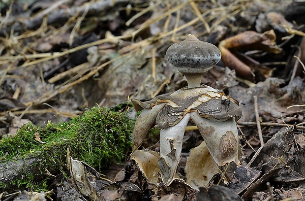 hviezdovka klenbová Geastrum fornicatum (Huds.) Hook.