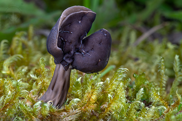 chriapač jamkatý Helvella lacunosa Afzel.