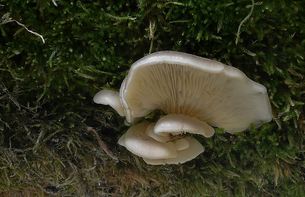 lastúrka modrastosivá Hohenbuehelia atrocaerulea (Fr.) Singer