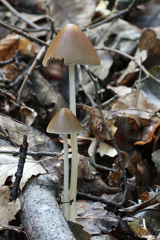 drobuľka veľká Parasola conopilus (Fr.) Örstadius & E. Larss.