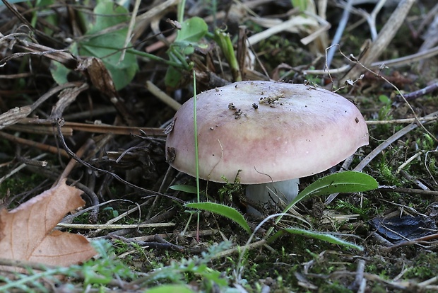 plávka broskyňová Russula persicina Krombh.