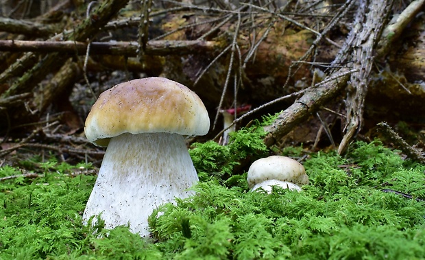 hríb smrekový Boletus edulis Bull.