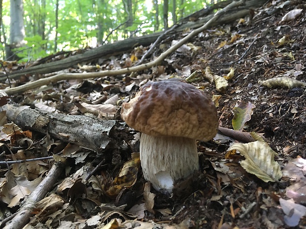 hríb smrekový Boletus edulis Bull.