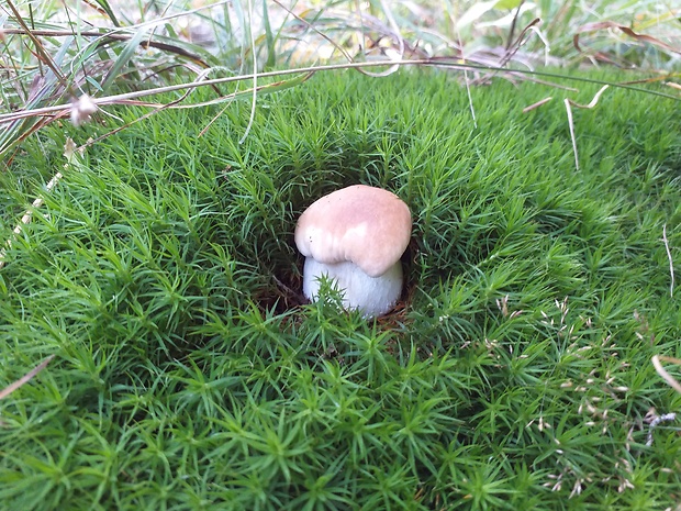 hríb smrekový Boletus edulis Bull.