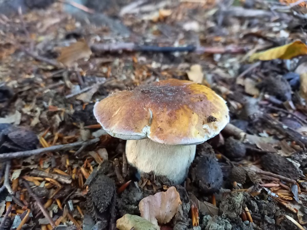 hríb smrekový Boletus edulis Bull.