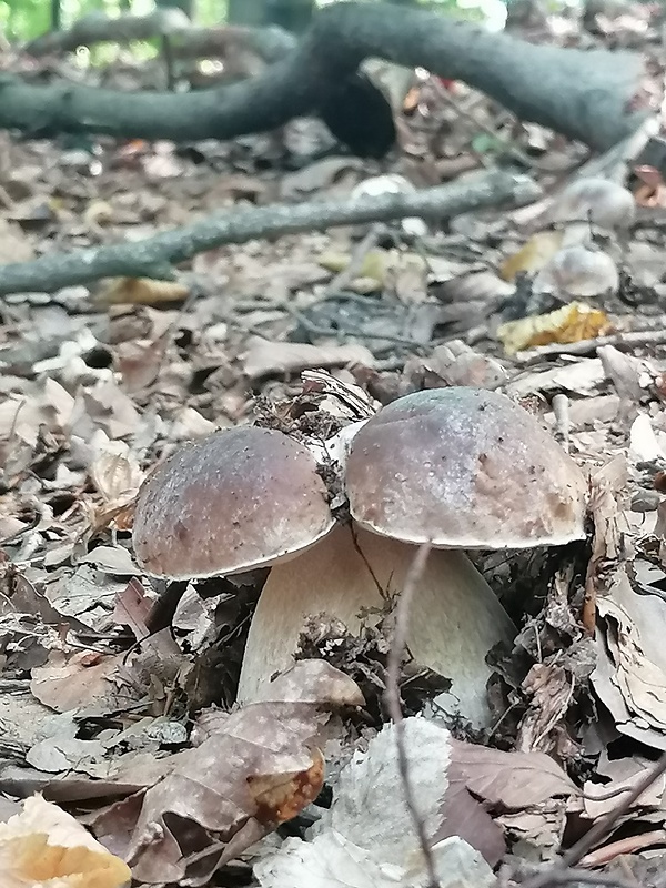 hríb smrekový Boletus edulis Bull.