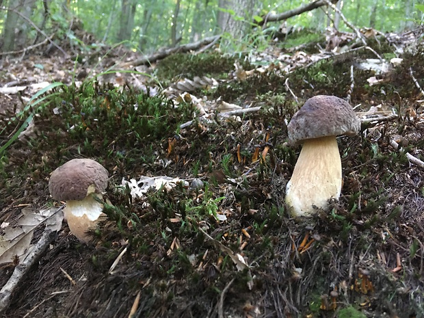 hríb sosnový Boletus pinophilus Pil. et Dermek in Pil.