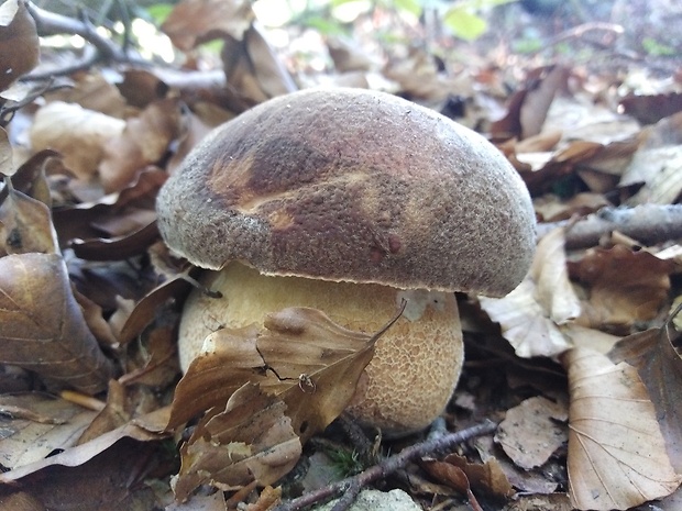 hríb sosnový Boletus pinophilus Pil. et Dermek in Pil.