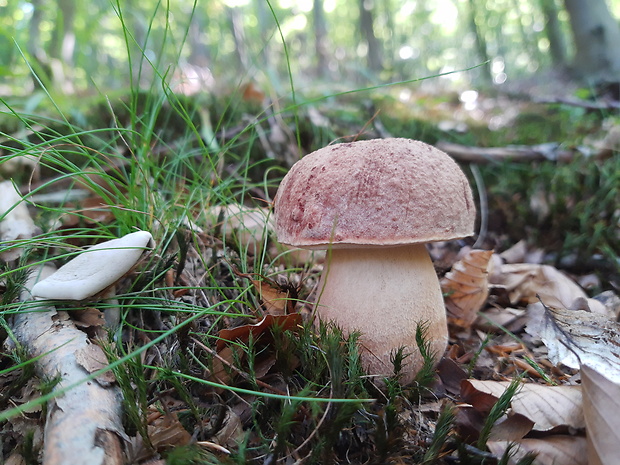 hríb sosnový Boletus pinophilus Pil. et Dermek in Pil.