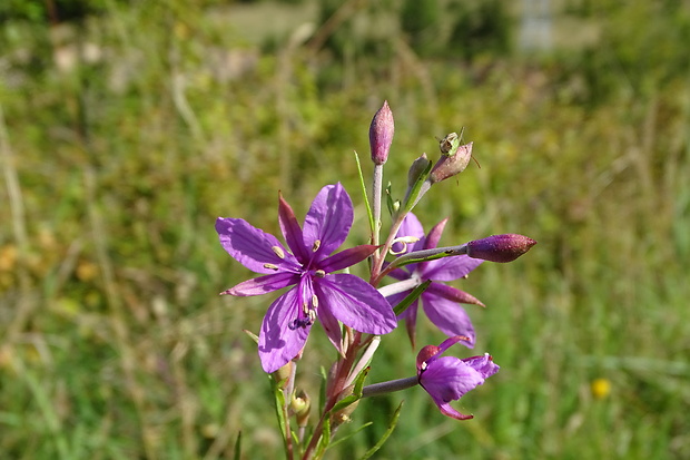 kyprina úzkolistá Chamerion angustifolium (L.) Holub