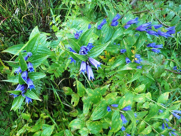 horec luskáčovitý Gentiana asclepiadea L.