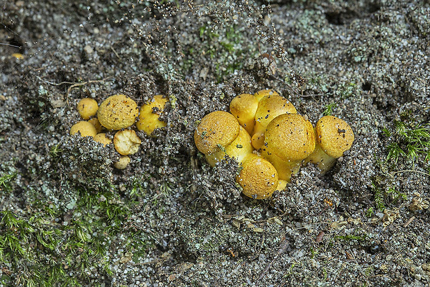 šupinovec nádherný Gymnopilus junonius (Fr.) P.D. Orton