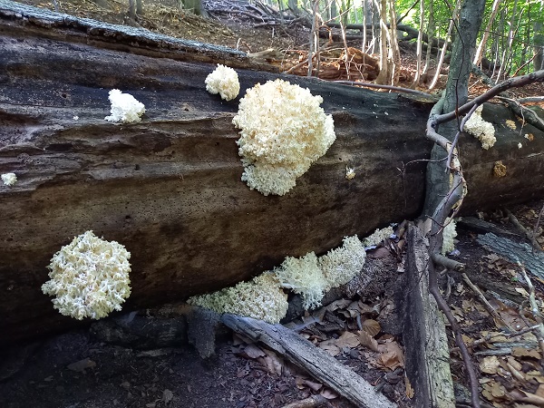 koralovec bukový Hericium coralloides (Scop.) Pers.