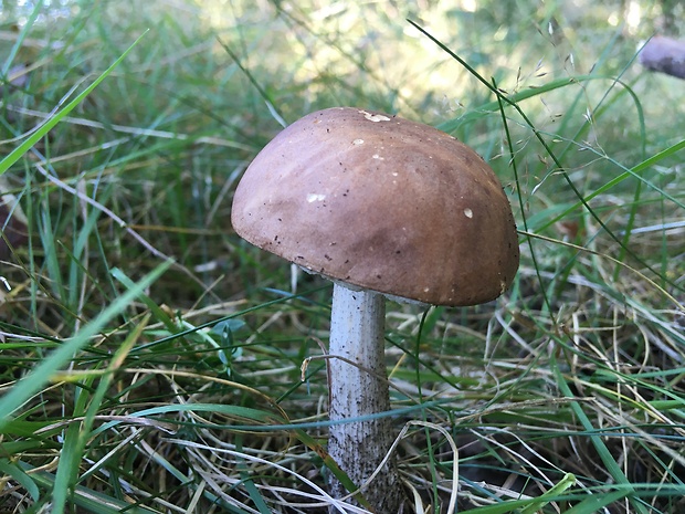 kozák brezový Leccinum scabrum (Bull.) Gray