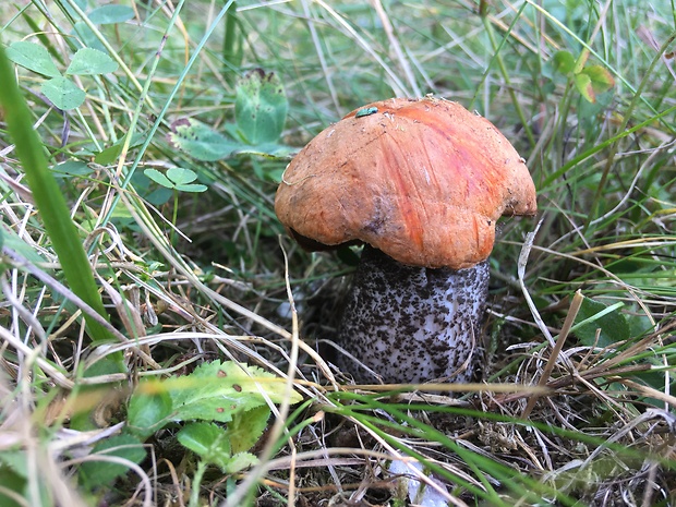 kozák žltooranžový Leccinum versipelle (Fr. & Hök) Snell