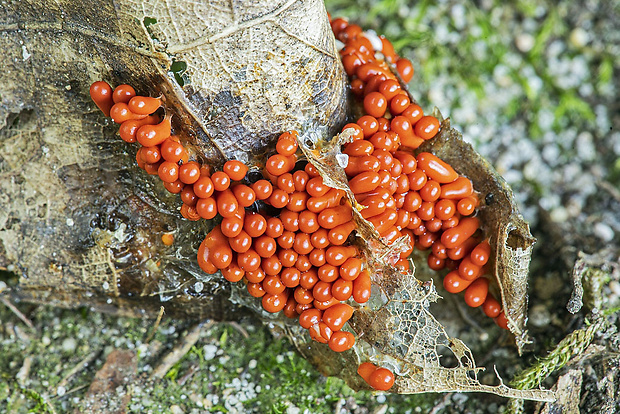 slizovka Myxomycetes