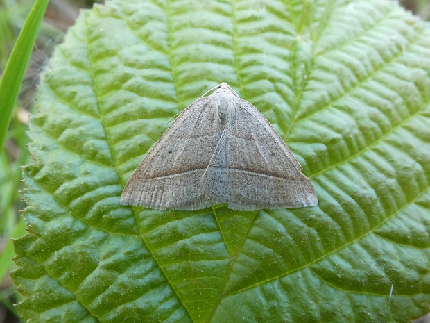 listnatka orličníková Petrophora chlorosata