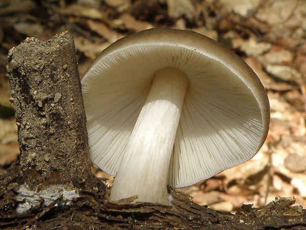 štítovka jelenia Pluteus cervinus (Schaeff.) P. Kumm.