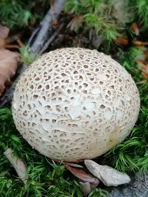 pestrec obyčajný Scleroderma citrinum Pers.