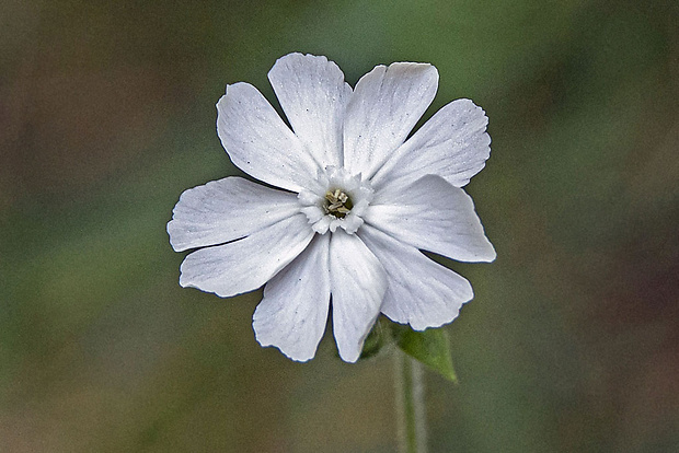 silenka biela pravá Silene latifolia subsp. alba (Mill.) Greuter et Burdet