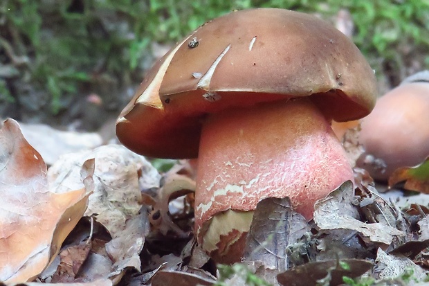 hríb zrnitohlúbikový Sutorius luridiformis (Rostk.) G. Wu & Zhu L. Yang