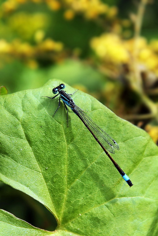 šidielko väčšie /samček/  Ischnura elegans  Agrionidae